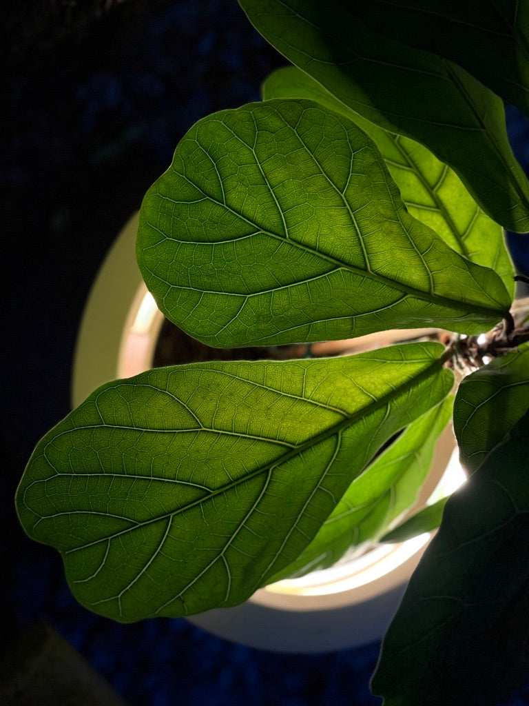 Midi Lume – Medium Decorative Planter with Light (410mm)