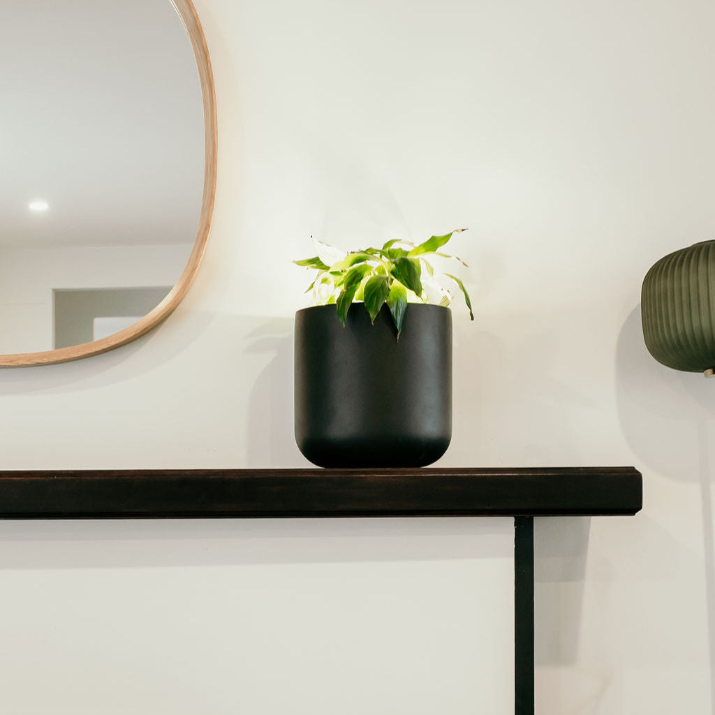 Black pot with a plant on a white wall with a mirror and another pot.