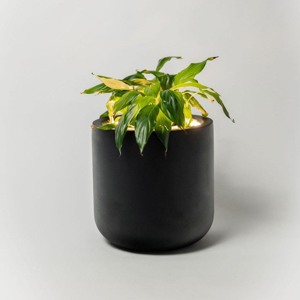 Green plant in a black pot on a light gray background